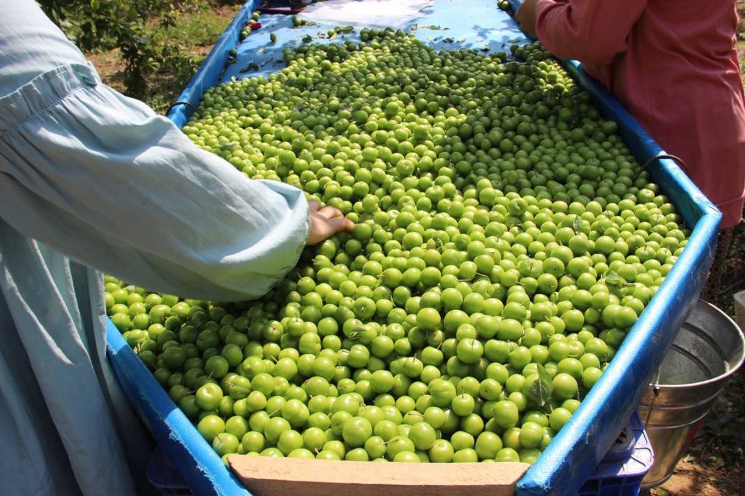 Sadece bu kentte yetişiyor: Kilosu 100 TL'den kapışılıyor! Hasat, bu yıl erken başladı 29